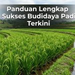 Panduan-Lengkap-Sukses-Budidaya-Padi-Terkini