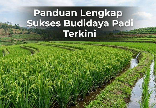 Panduan-Lengkap-Sukses-Budidaya-Padi-Terkini