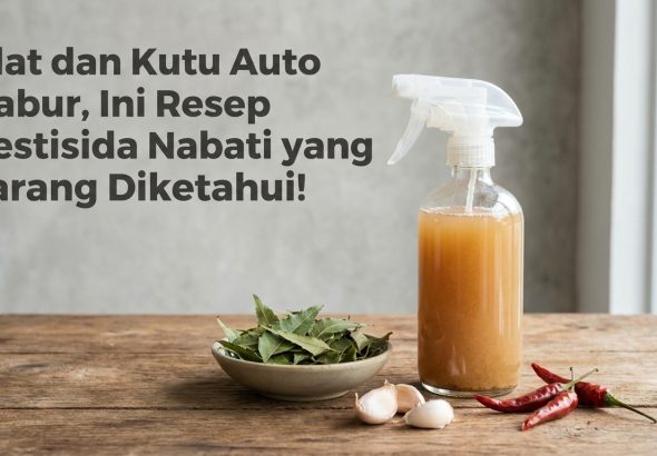 Ulat-dan-Kutu-Auto-Kabur-Ini-Resep-Pestisida-Nabati-yang-Jarang-Diketahui-
