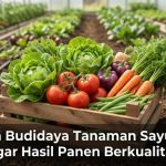 Cara-Budidaya-Tanaman-Sayuran-Agar-Hasil-Panen-Berkualitas