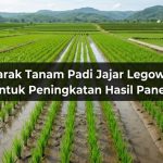 Jarak-Tanam-Padi-Jajar-Legowo-Untuk-Peningkatan-Hasil-Panen